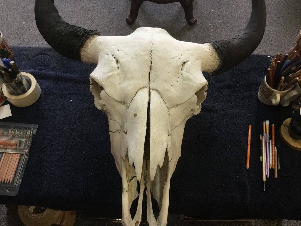 Buffalo Skull