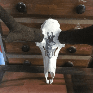 Hand Painted antelope on skull