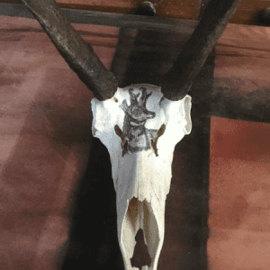 Hand Painted antelope on skull