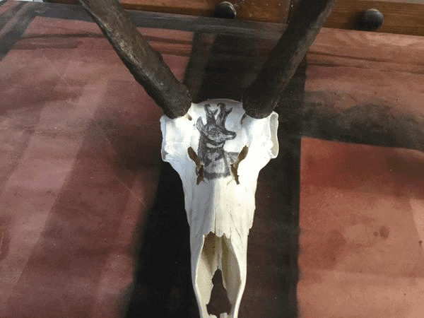 Hand Painted antelope on skull