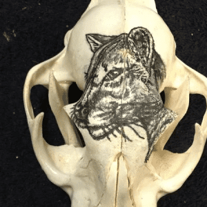Hand Painted mountain lion on skull