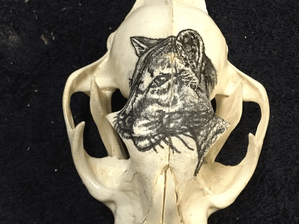 Hand Painted mountain lion on skull