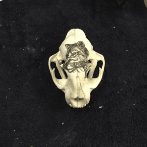 Hand Painted mountain lion on skull