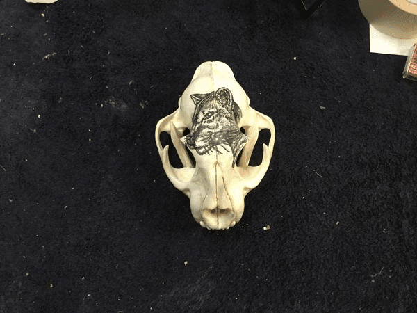 Hand Painted mountain lion on skull