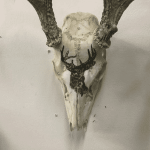 Hand Painted deer on skull