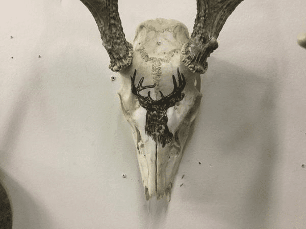 Hand Painted deer on skull