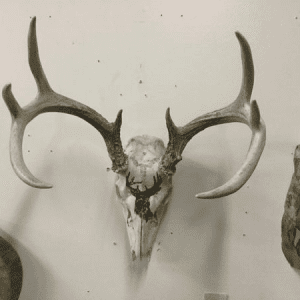 Hand Painted deer on skull