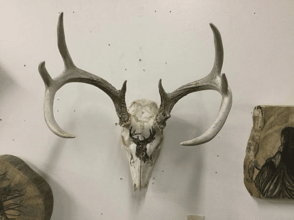Hand Painted deer on skull