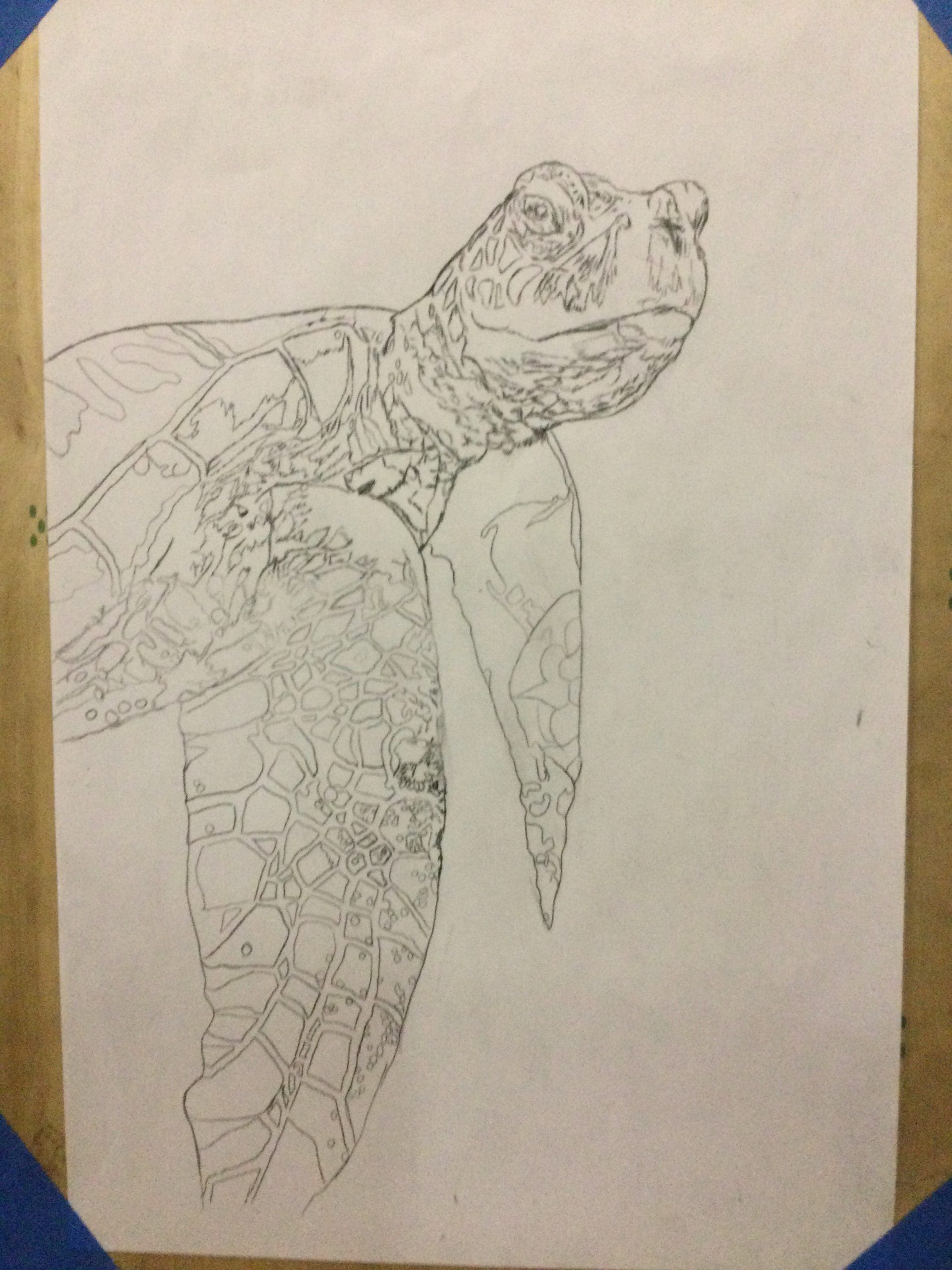 Sea Turtle Coloring Page PNG Transparent Images Free Download | Vector  Files | Pngtree