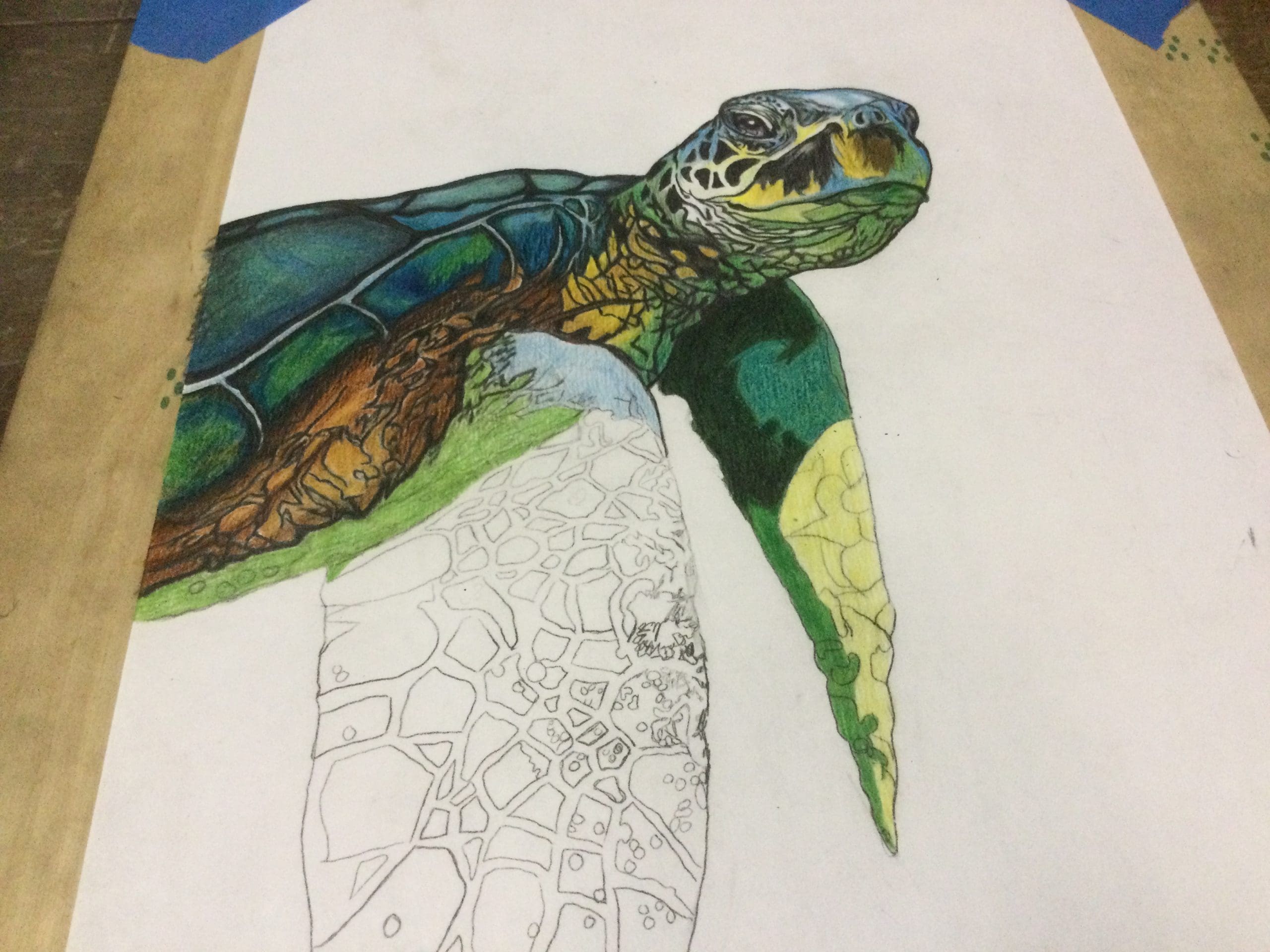 Sea sea turtle drawing